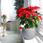 Jardinière sphérique moderne en fibre de pierre Riverside de DreamPatio pour intérieur/extérieur