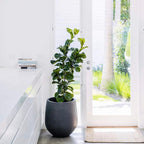 Jardinière conique en fibre de pierre DreamPatio La Mirada (1 pièce) pour intérieur/extérieur